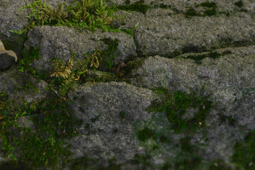 Moss growing on a rock