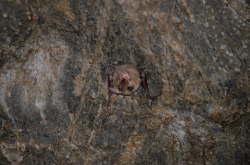 bat is mammal and call 