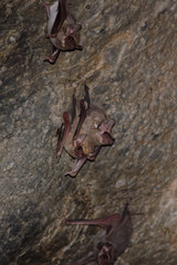 bat is mammal and call 