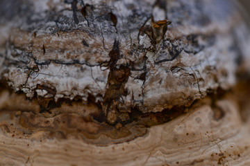 Close -up of fungus on a tree