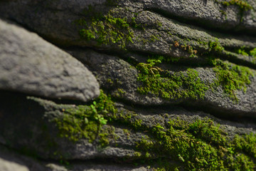 Close-up of moss on a rock
