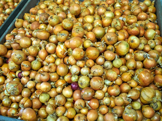A lot of onions in container before packing for sale