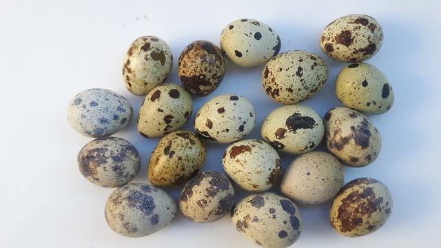 oeufs de caille sur fond blanc