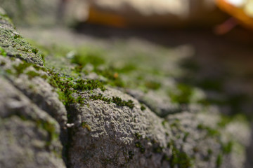 Close-up of moss on a rock