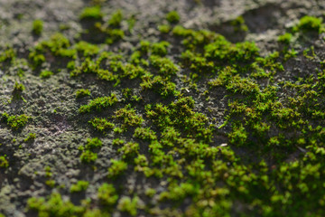 Obraz premium Close-up of moss on a rock