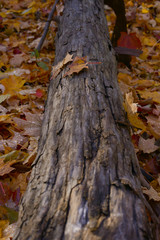Tree branch with leaves