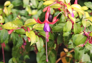 October Morning Fuchsia