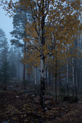Birch Fog