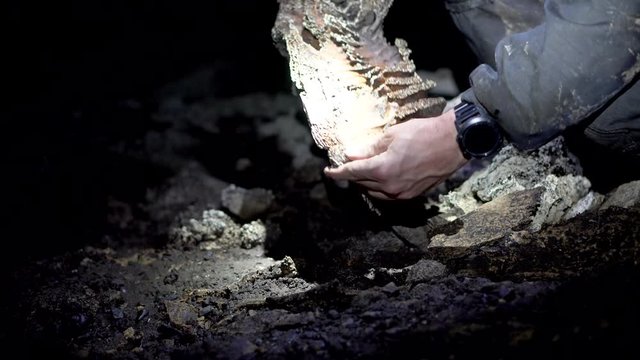 Cavers discover bones of extinct Giant Moa in caves in New Zealand - close up of the pelvis