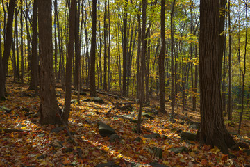 autumn in the woods