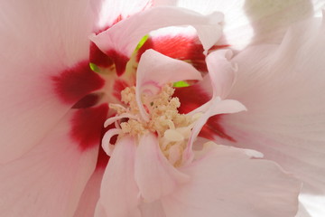 White and red hibiscus macro 2