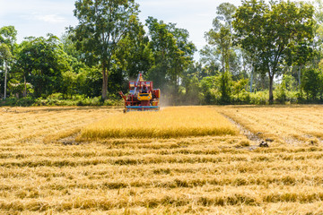 Combine harvester in action on rice field. Harvesting is the process of gathering a ripe crop