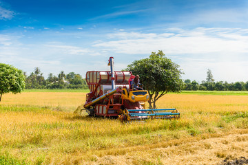 Combine harvester in action on rice field. Harvesting is the process of gathering a ripe crop