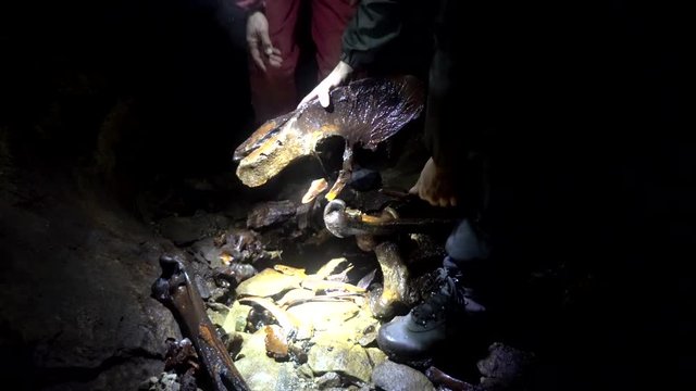 Cavers discover bones of extinct Giant Moa in caves in New Zealand - looking at the skeleton