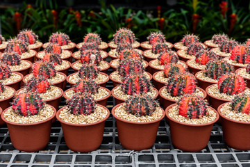 beautiful little cactus colorful fancy