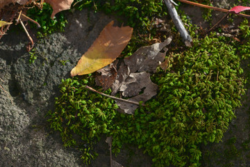 Moss on the ground