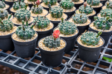 beautiful red flower of cactus