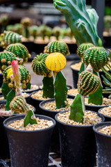 beautiful little cactus colorful fancy