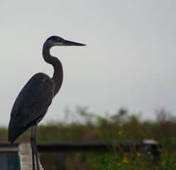 Blue Heron