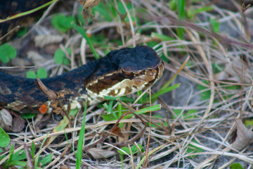 Snake