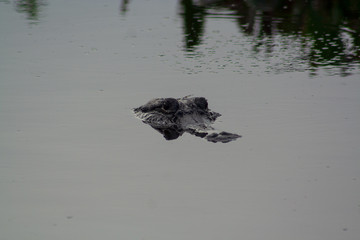 Alligator