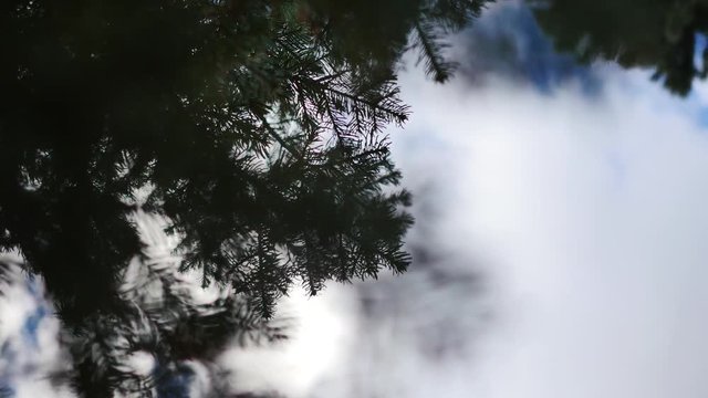 Abstract shot looking up into an overcast sky through pine