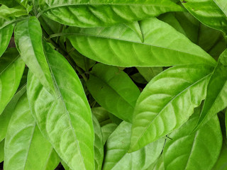green leaf background