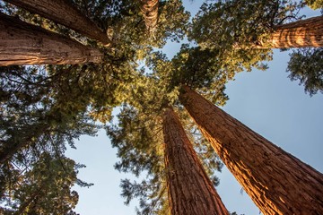 Mirando desde abajo a las Sequoias