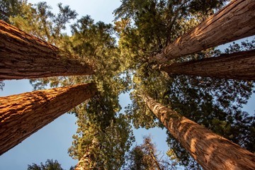 Mirando los Sequoias arriba
