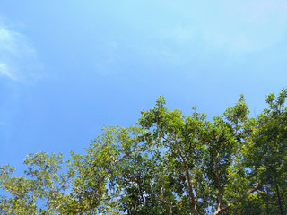 tree with  blue sky