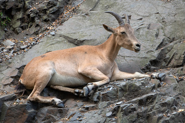 West Caucasian Tur - Capra caucasica resting on the rock