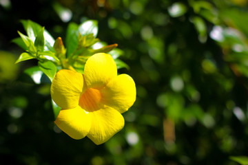 The yellow flower namde allamanda cathartica.