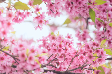 Pink sakura flower bloom in spring season. Vintage sweet cherry blossom soft tone texture background.