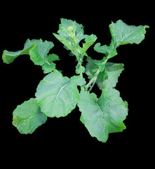 Canola plant beginning stem elongation with black background.