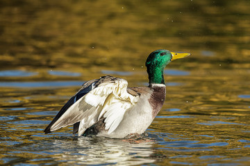Mallard flapping its wings.