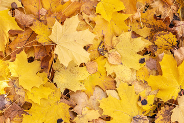 Autumn background of yellow fallen maple leaves