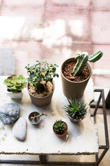 Succulent plants for house decoration on table
