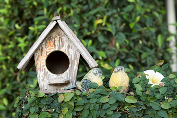 Wooden bird house and colourful birds doll for decoration
