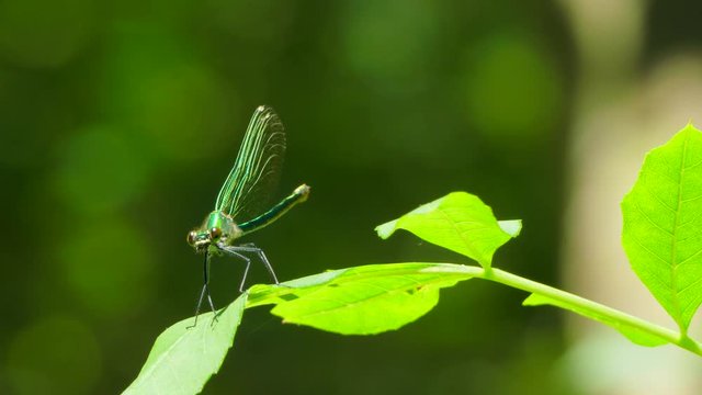 A green dragonfly sits on a leaf.