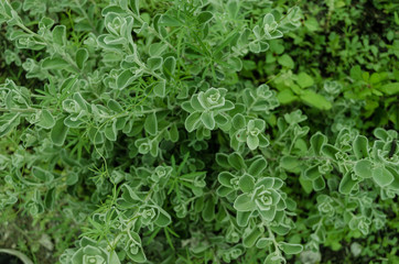 Green leaves, pattern of green leaves, natural background with leaves.