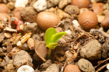 macro of small flower plant, flower detail