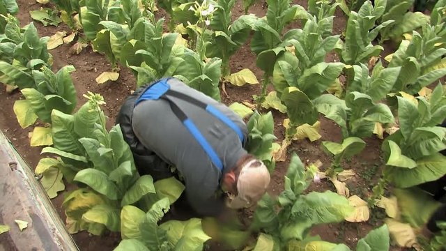 Worker harvesting tabacco plants in Germany.