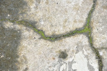 green moss in nature on stone background