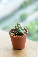 Small Cactus pot for decoration