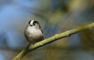 A cute Long-tailed Tit (Aegithalos caudatus) perching on a branch in woodland.