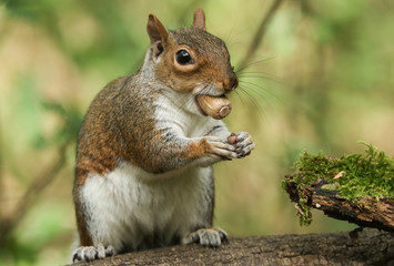 A humorous shot of a cute Grey Squirrel (Sciurus carolinensis) with an acorn in its mouth sitting on a log in woodland.	 - Powered by Adobe