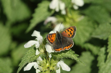 A pretty Small Copper Butterfly (Lycaena phlaeas) perched on a white dead nettle flower.
