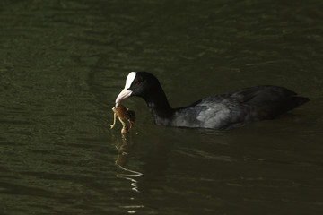 A Coot (Fulica atra) swimming in a lake with a crayfish in its beak which it has just caught and is about to eat.