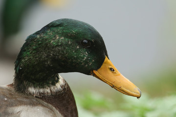 A head shot of a male Mallard Duck (Anas platyrhynchos) sitting on the bank of a lake.