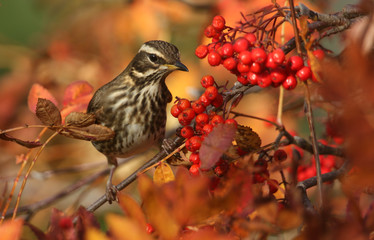 A beautiful Redwing (Turdus iliacus)  feeding on Rowan tree berries in the Highlands of Scotland.